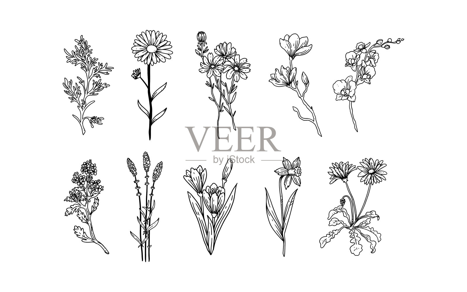 一套手绘花卉元素为您的设计设计元素图片