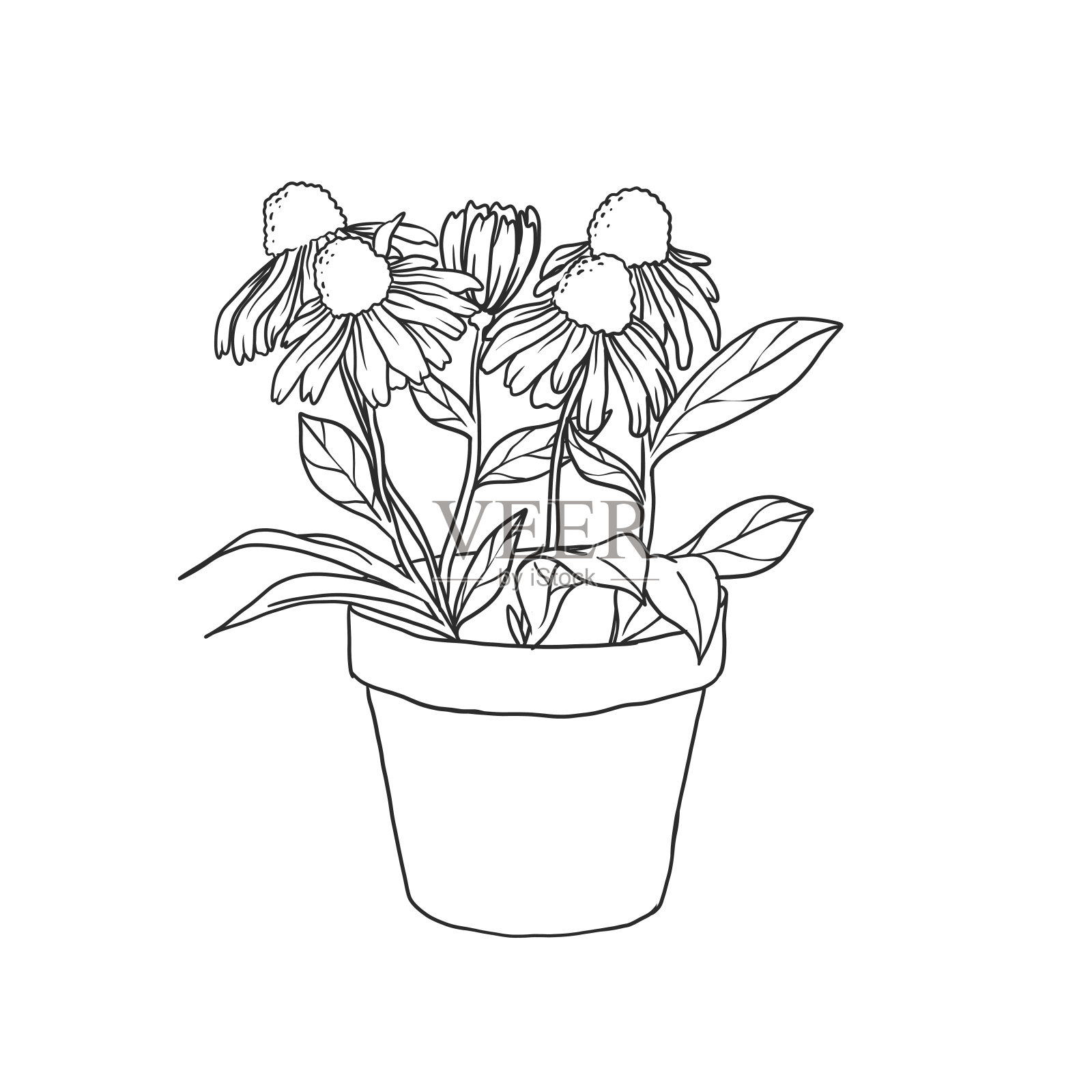 盆栽室内观赏植物插画图片素材