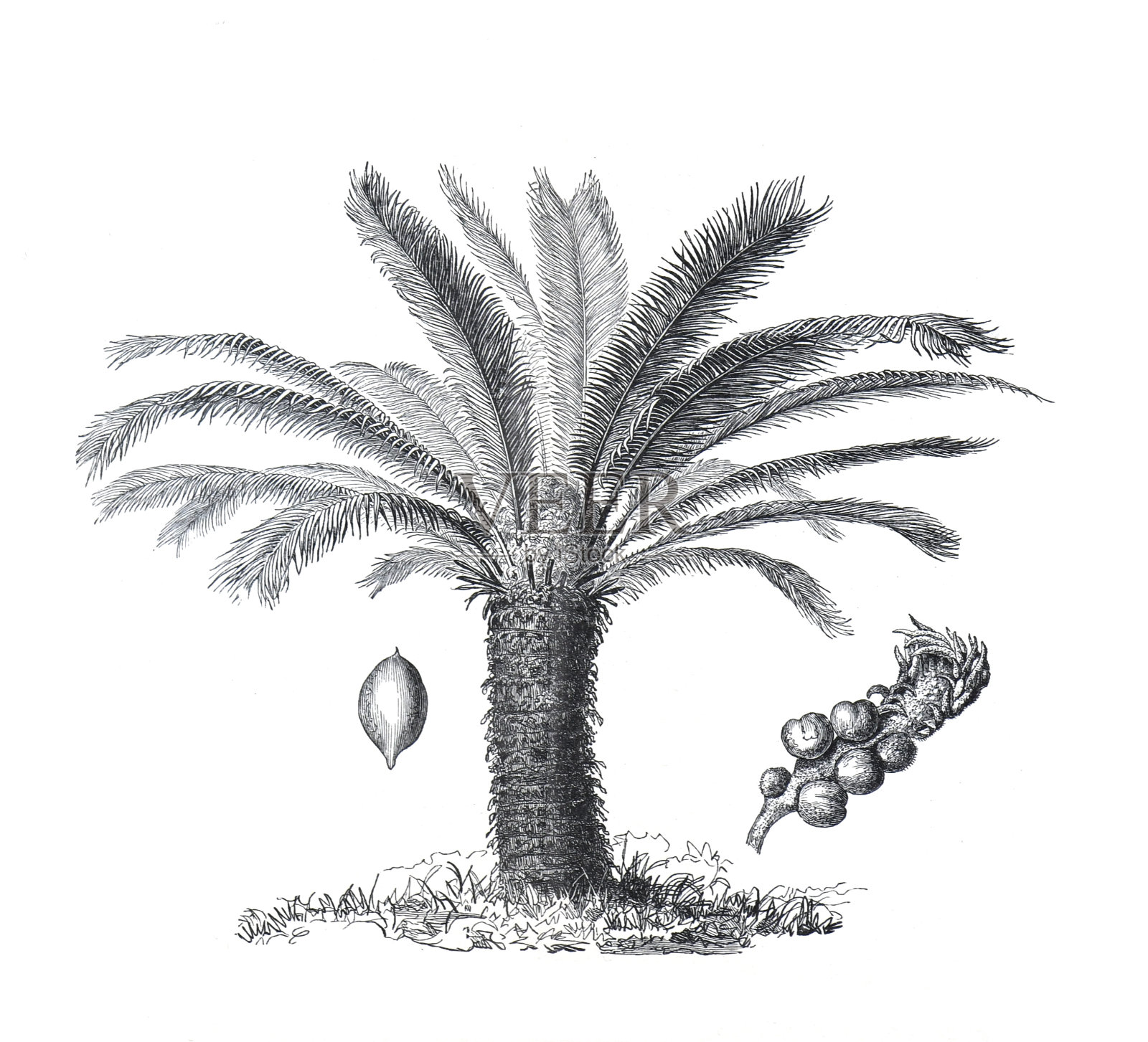 苏铁或西米棕榈.palmtree.复古手绘植物插图