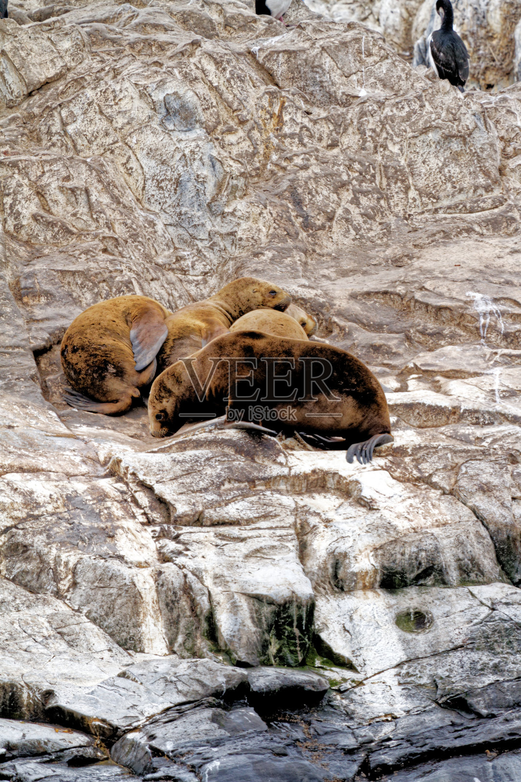 海豹和海狮，比格尔海峡-阿根廷照片摄影图片