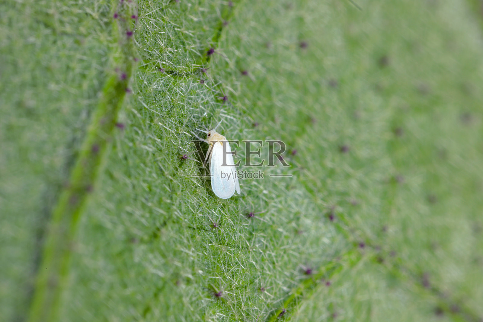 温室白蝇或温室白蝇-白粉虱。它是许多植物的重要害虫。照片摄影图片