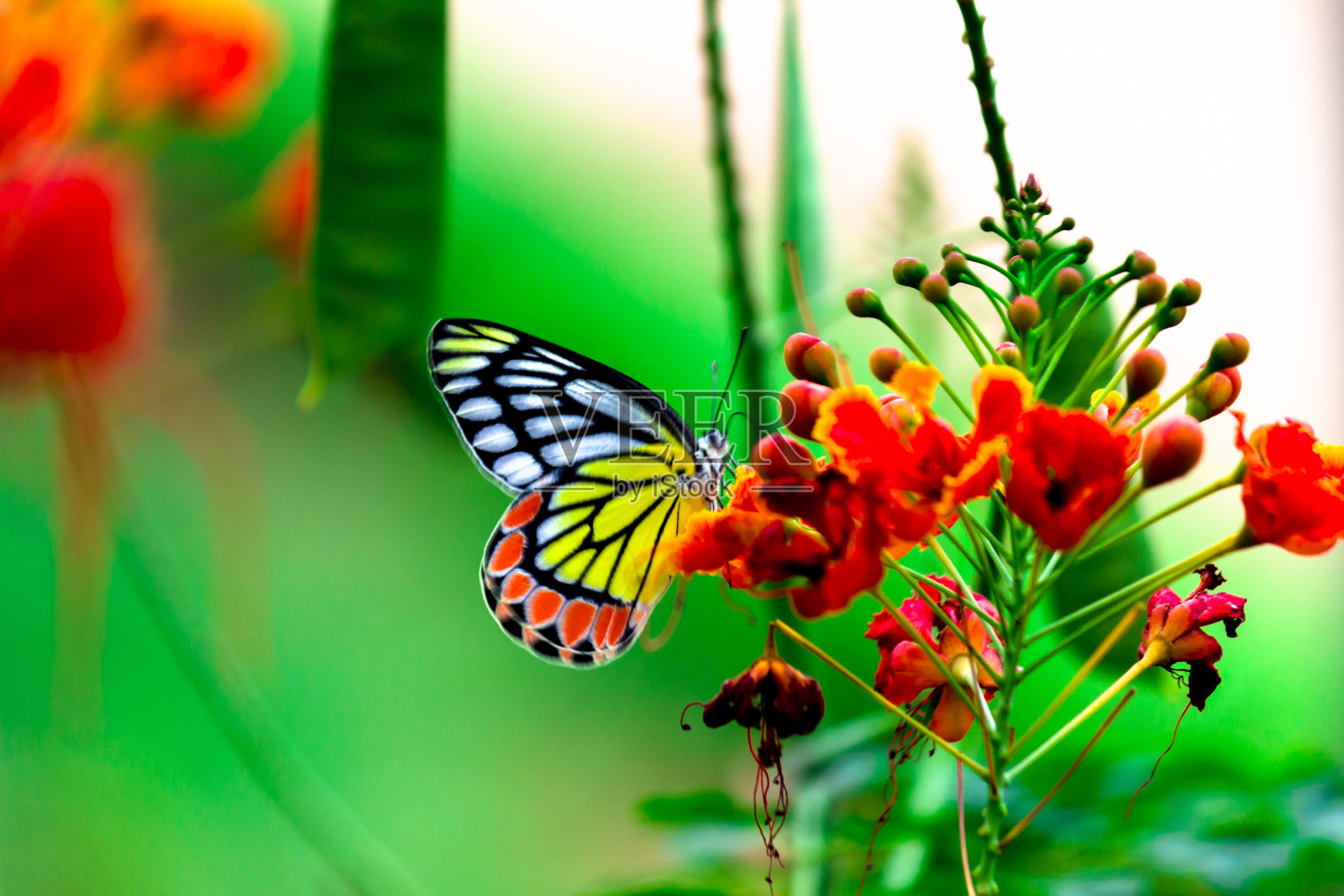 在印度的一个公园里，一只雌性的Delias eucharis，也就是普通的Jezebel，是一只中等大小的粉蝶，被发现挂在花上。蝴蝶身上的条纹颜色很吸引人照片摄影图片