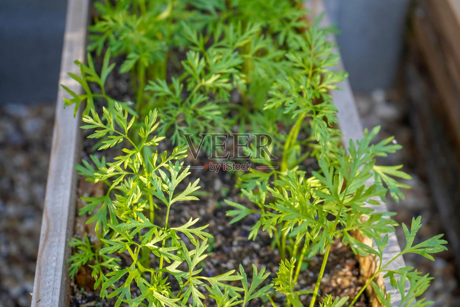 小胡萝卜生长的特写照片摄影图片