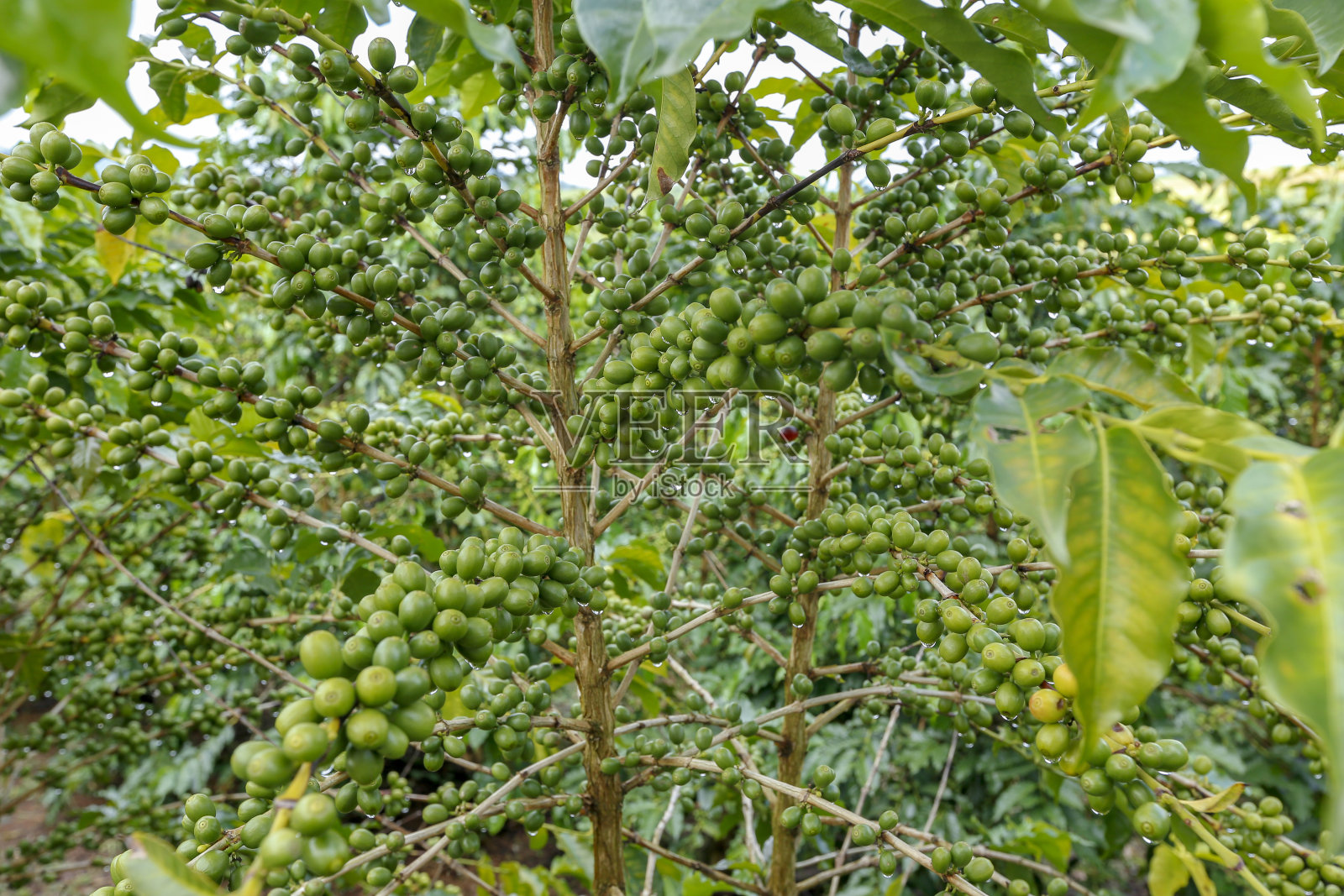 大量咖啡豆的特写镜头照片摄影图片