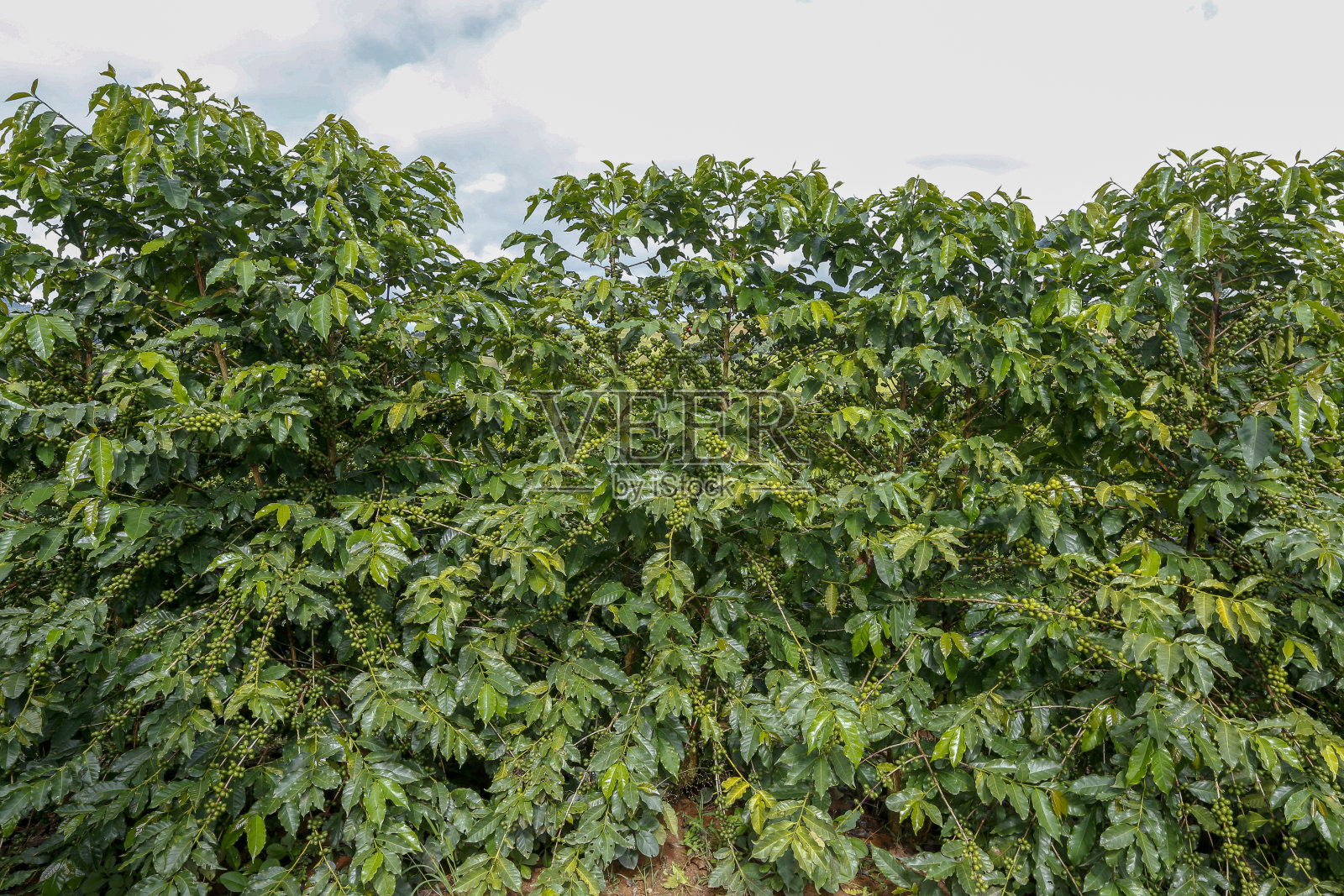 带有未成熟果实的咖啡种植园照片摄影图片