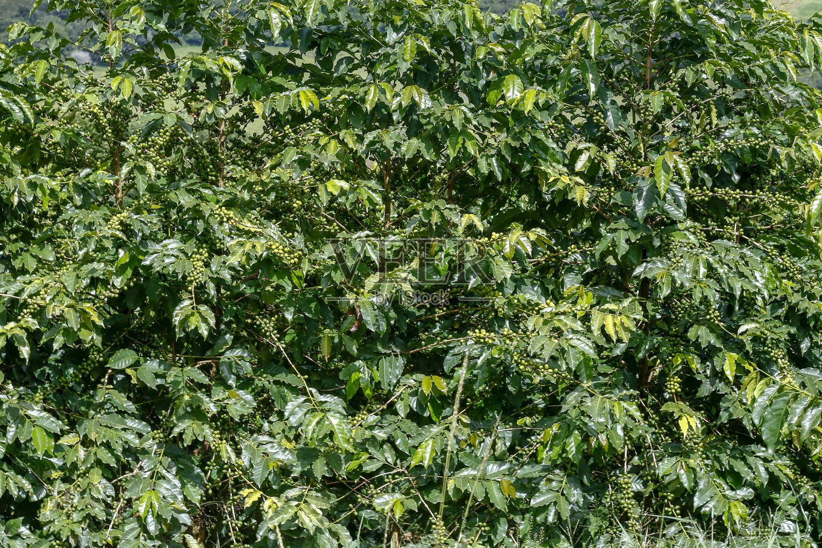 大量咖啡豆的特写镜头照片摄影图片