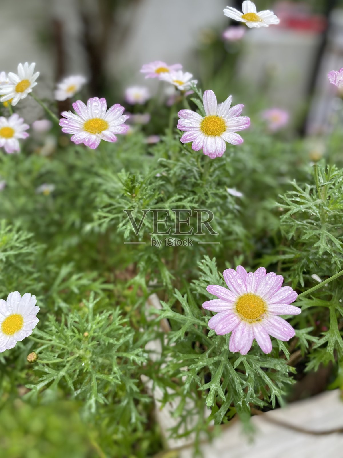 早上花照片摄影图片