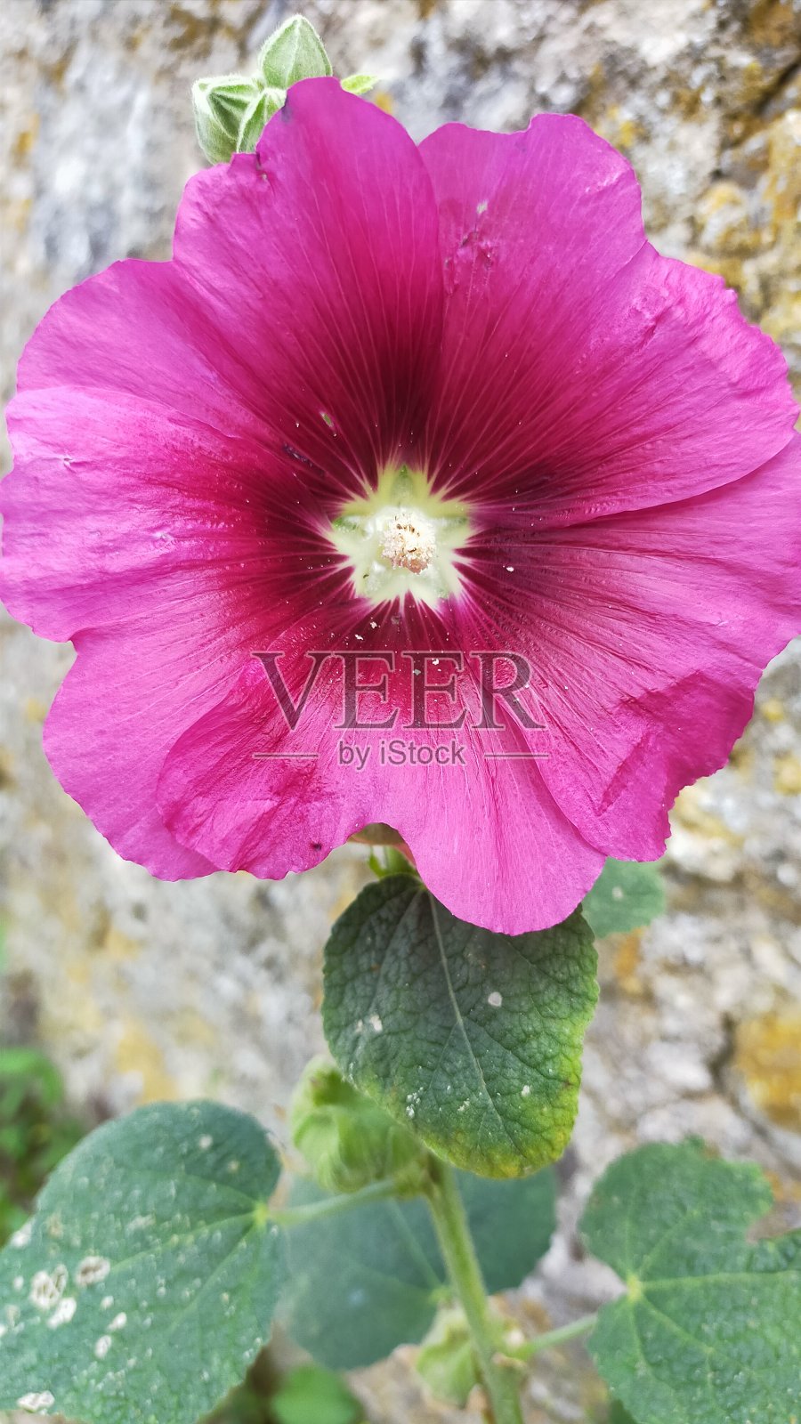 蜀葵照片摄影图片