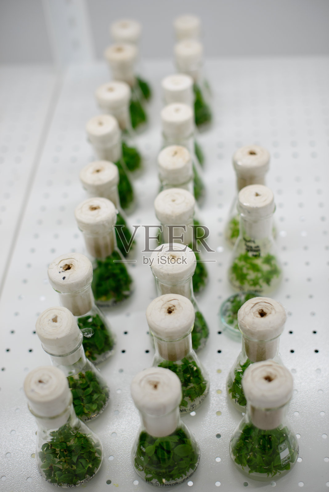 微体繁殖照片摄影图片