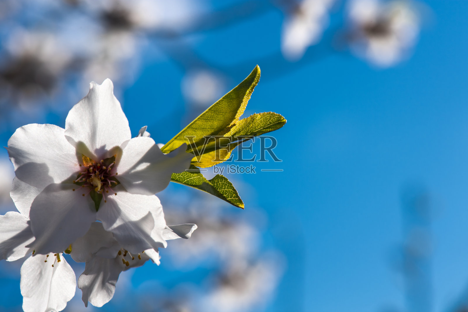 大自然的美——春天来了照片摄影图片