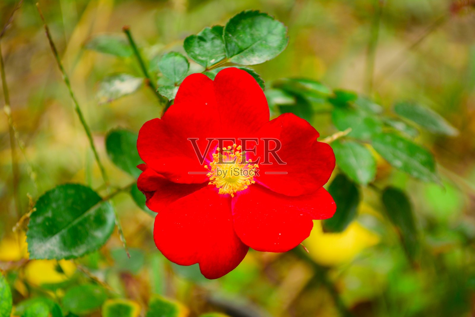 红色的花照片摄影图片