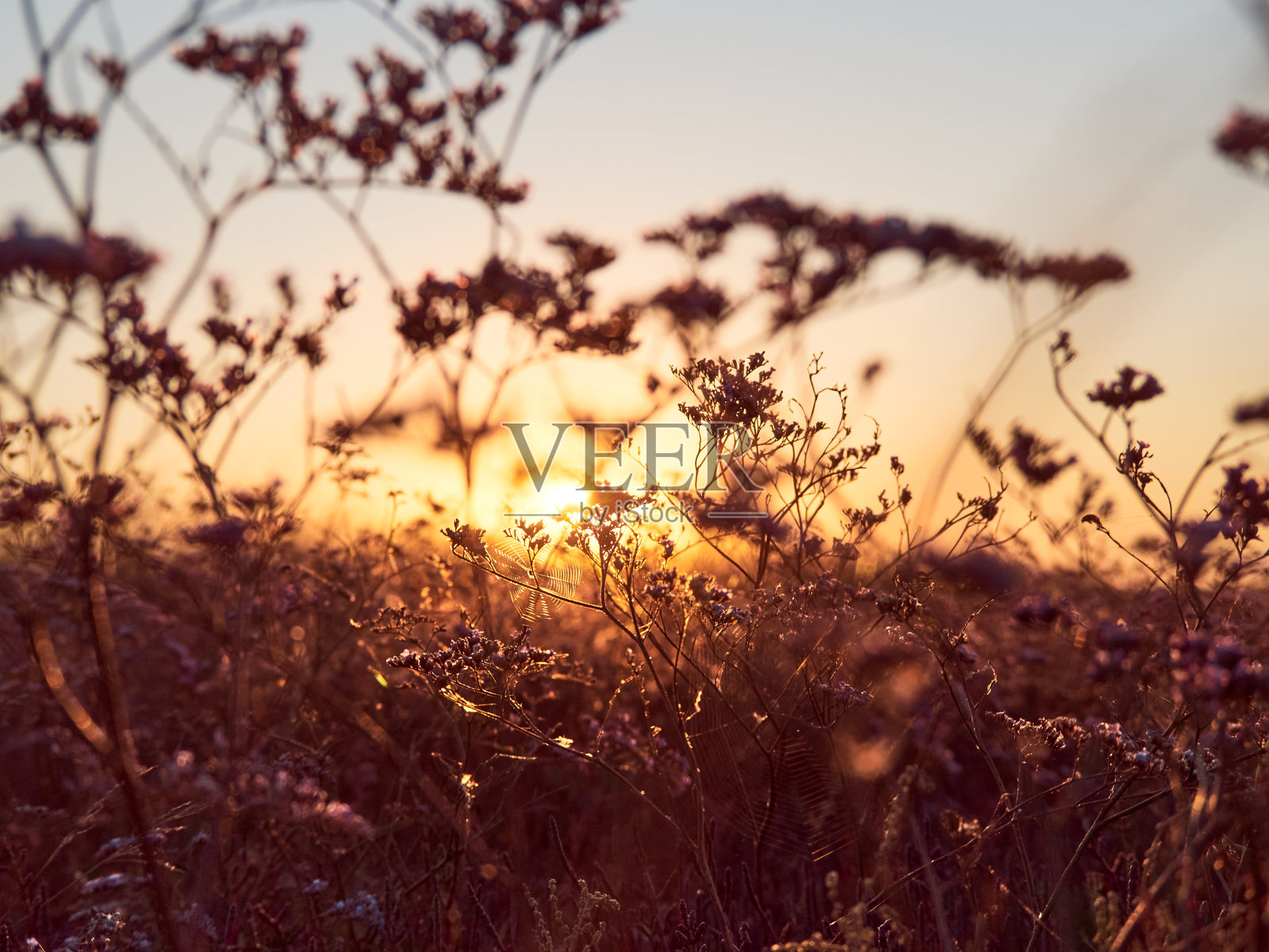 草地上的日出照片摄影图片