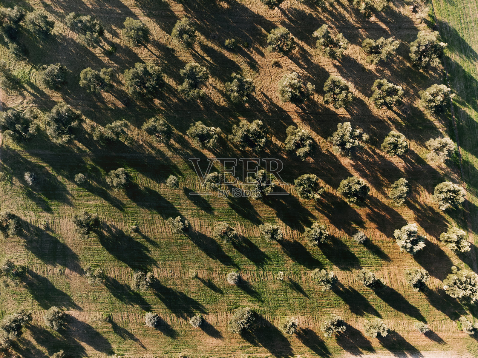 橄榄园鸟瞰图照片摄影图片