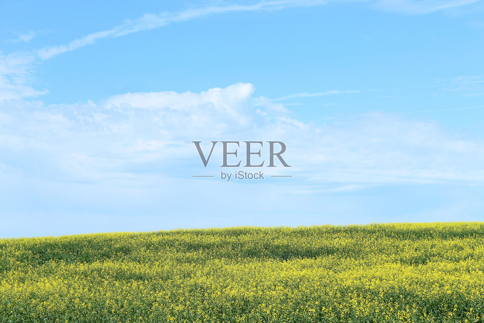 萨斯喀彻温省的油菜籽田照片摄影图片