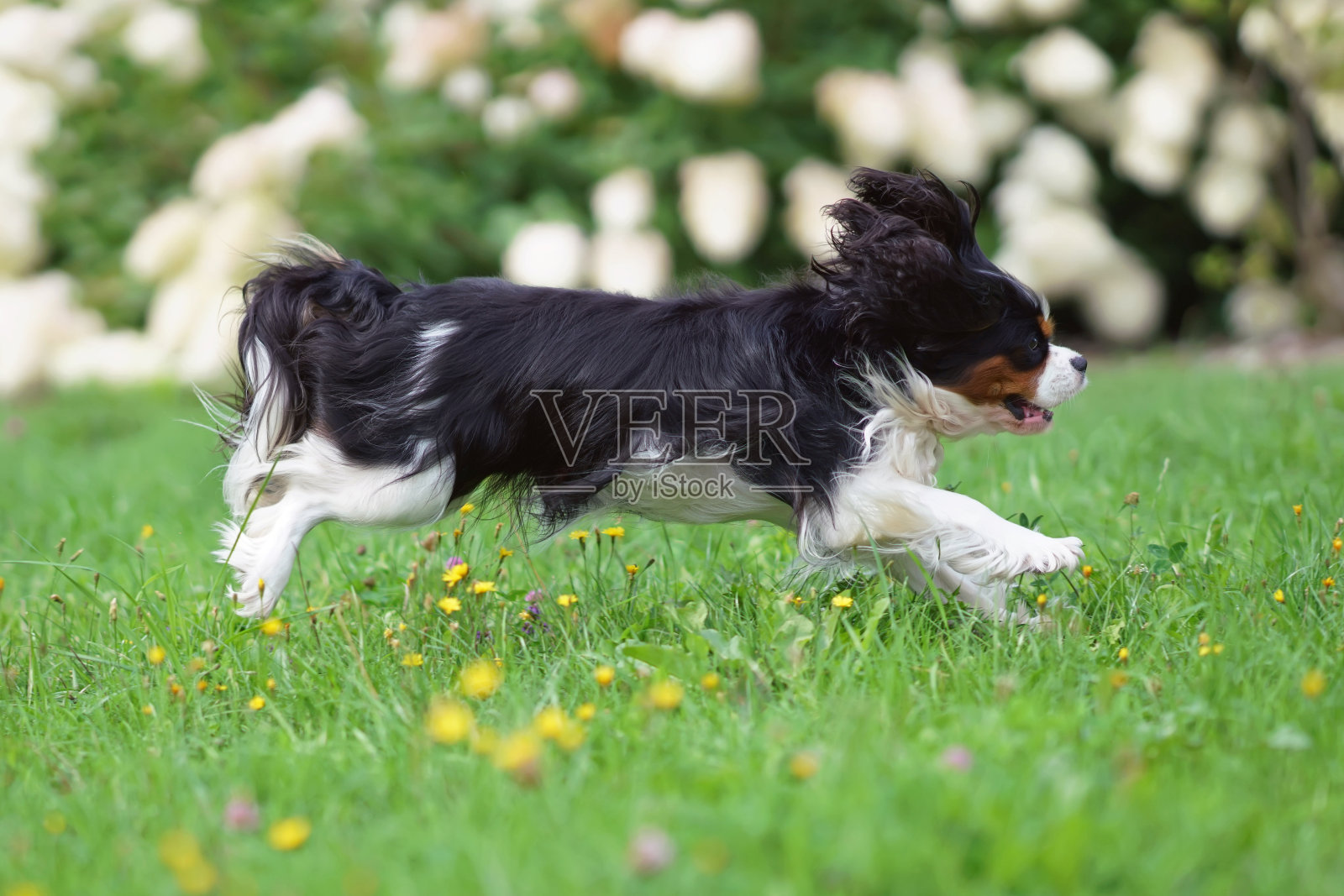夏天，快乐的三色骑士查理王猎犬在户外的绿草地上奔跑照片摄影图片