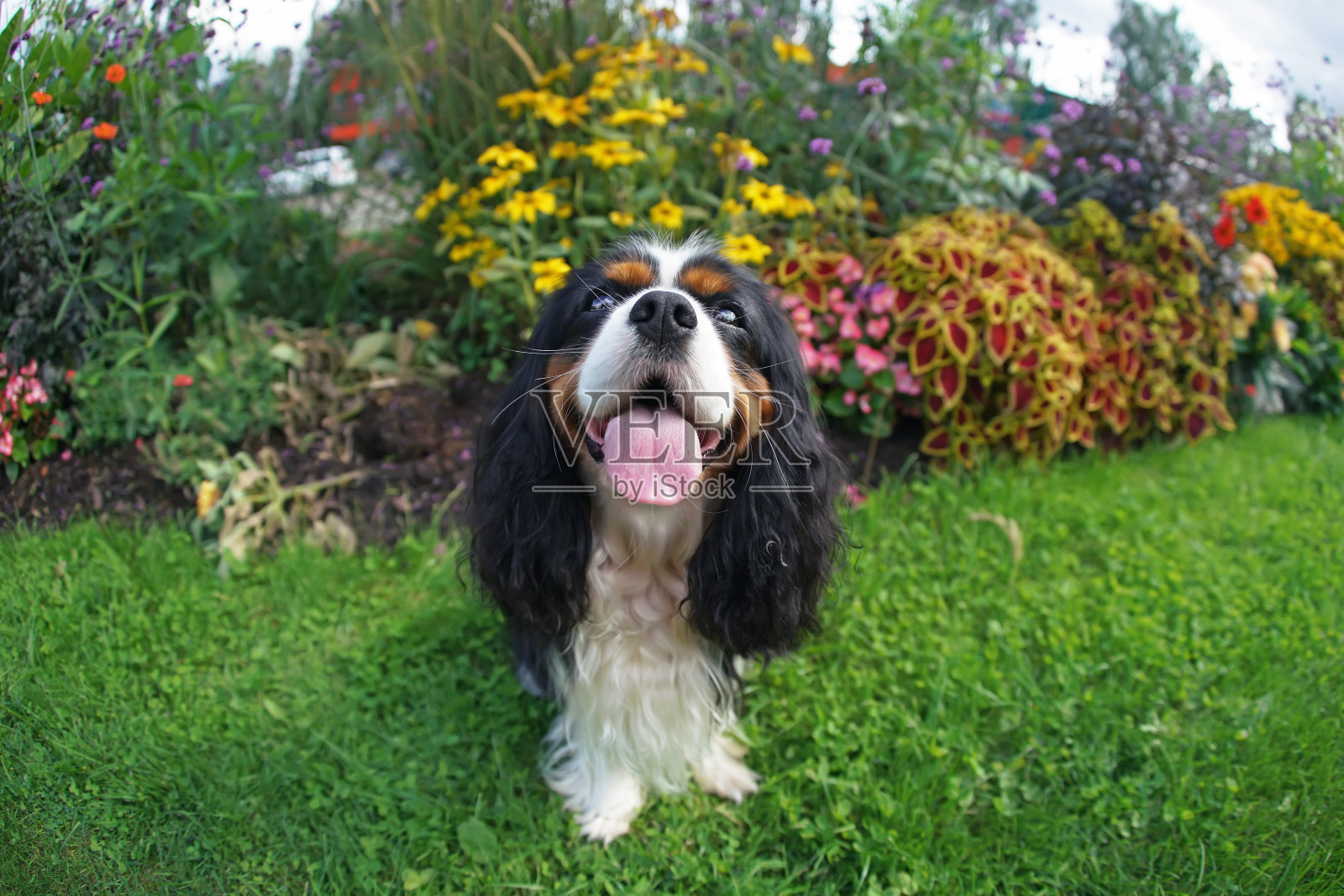 有趣的三色骑士查理王猎犬坐在户外花坛附近的绿色草地上。广角视图照片摄影图片