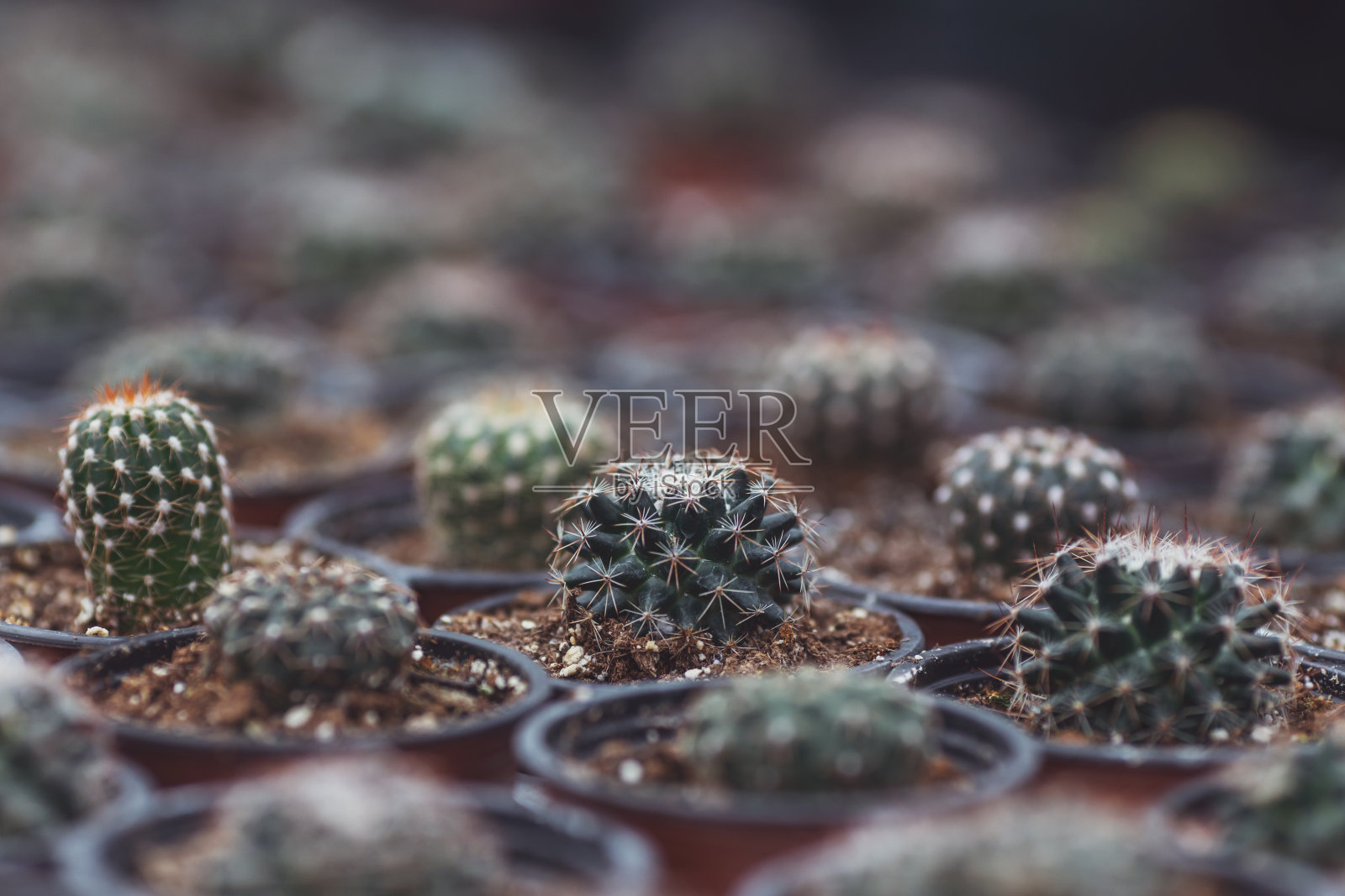 不同的仙人掌在橘子园照片摄影图片