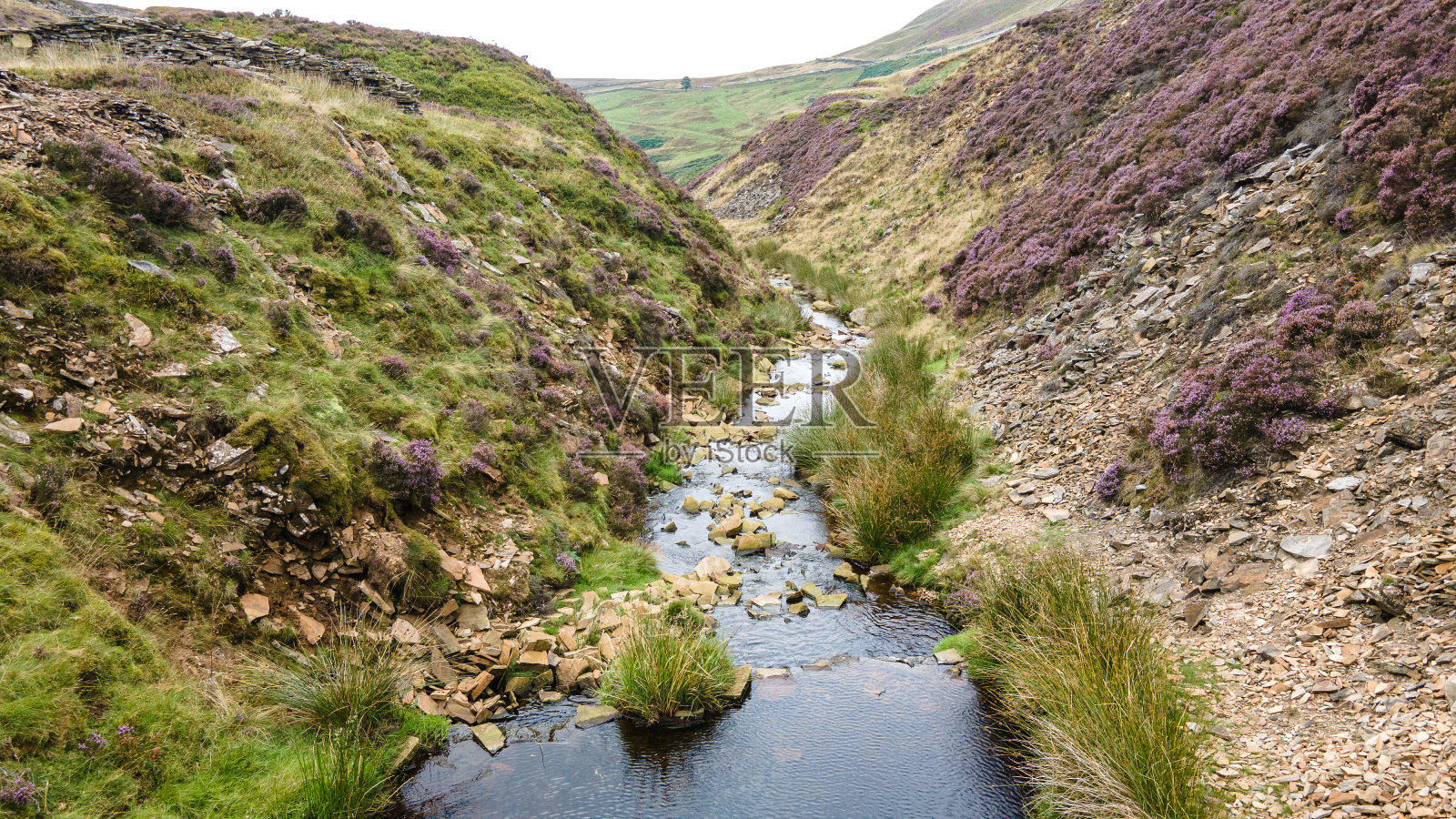未开垦土地上的小溪。照片摄影图片