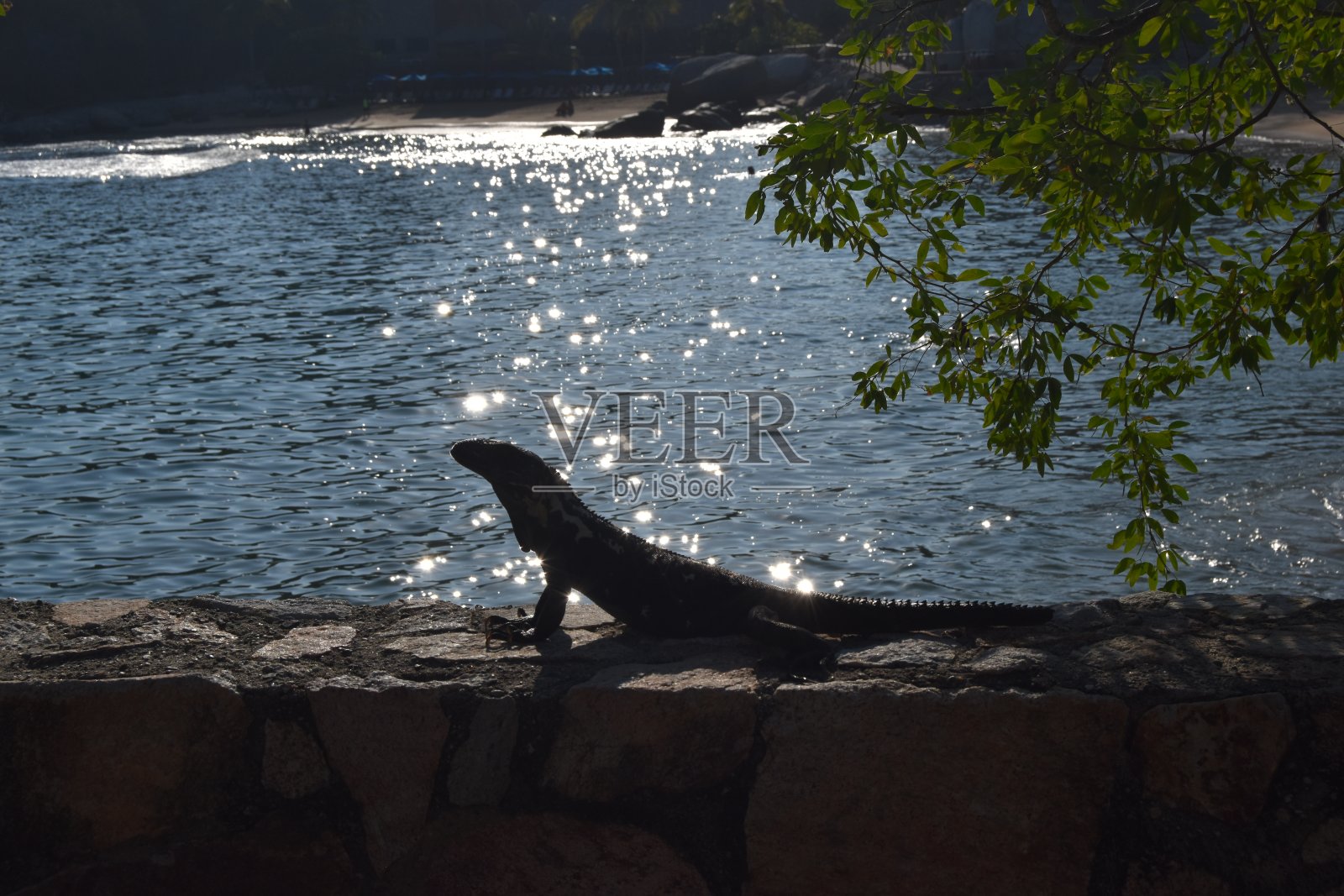 鬣蜥日出时照片摄影图片