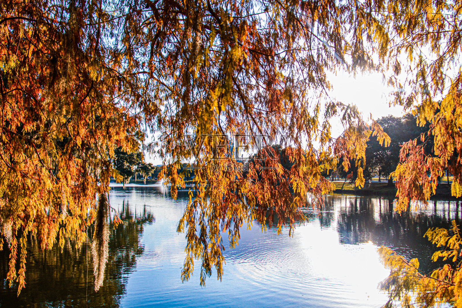 秋天的池塘照片摄影图片