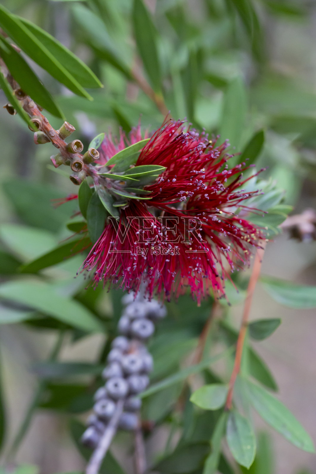 Callistemon citrinus。生长在土耳其的一种非常美丽精致的开花小枝。一种开花灌木的红色纤细雄蕊照片摄影图片
