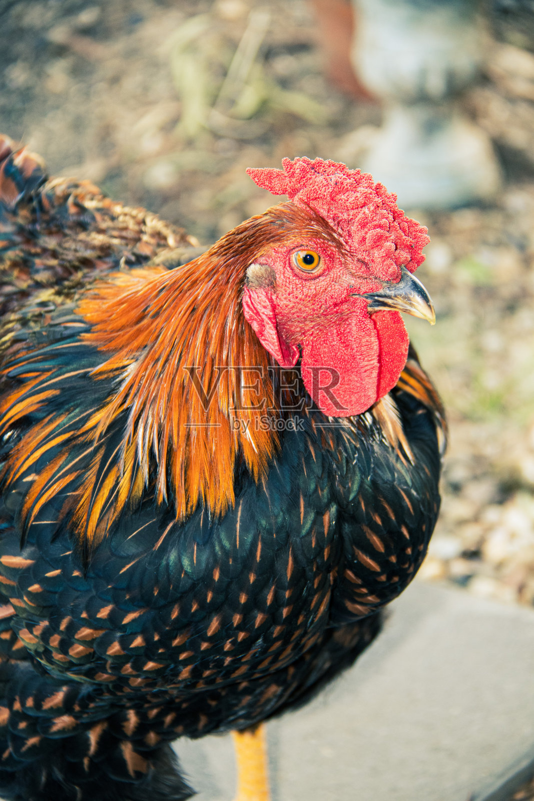 金色花边怀恩多特，公鸡，自由放养，农场照片摄影图片