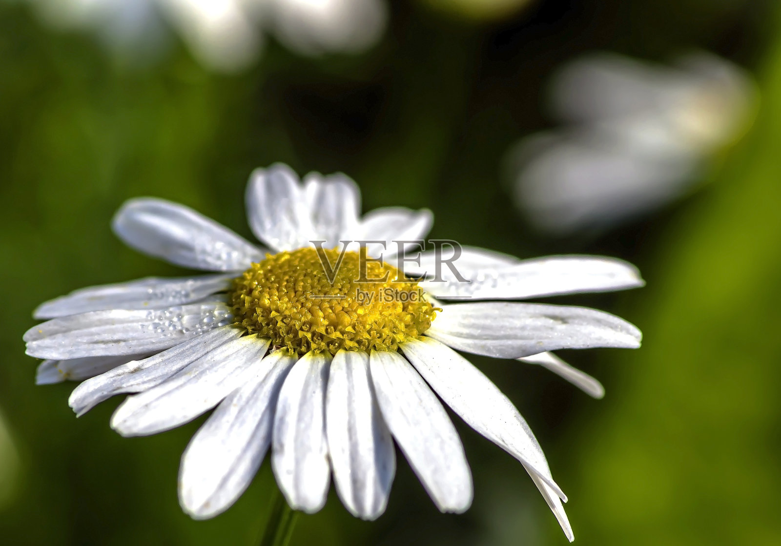 清晨花园里的白色雏菊，宏观的照片摄影图片