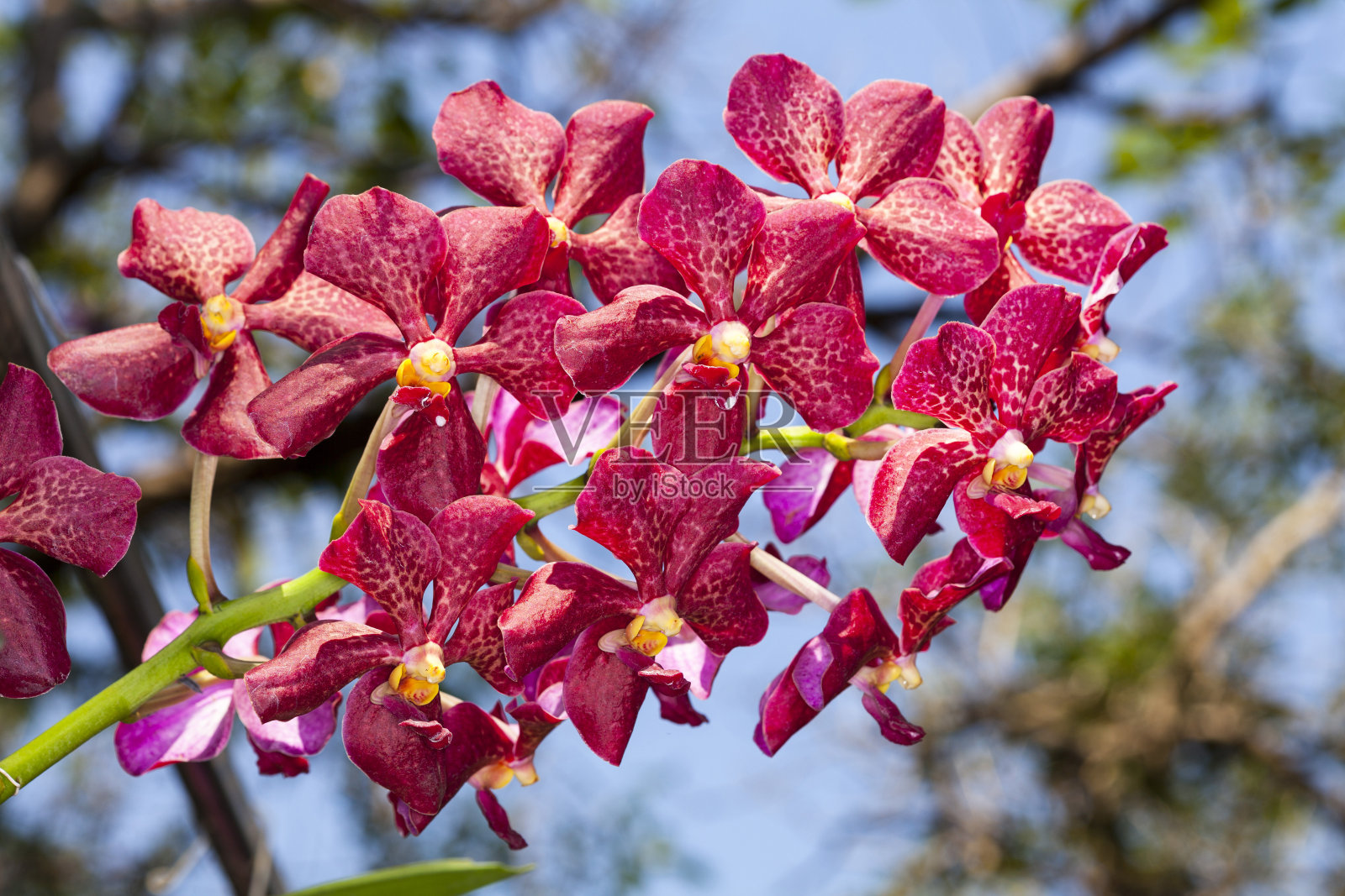 七彩的万达兰在花园里照片摄影图片