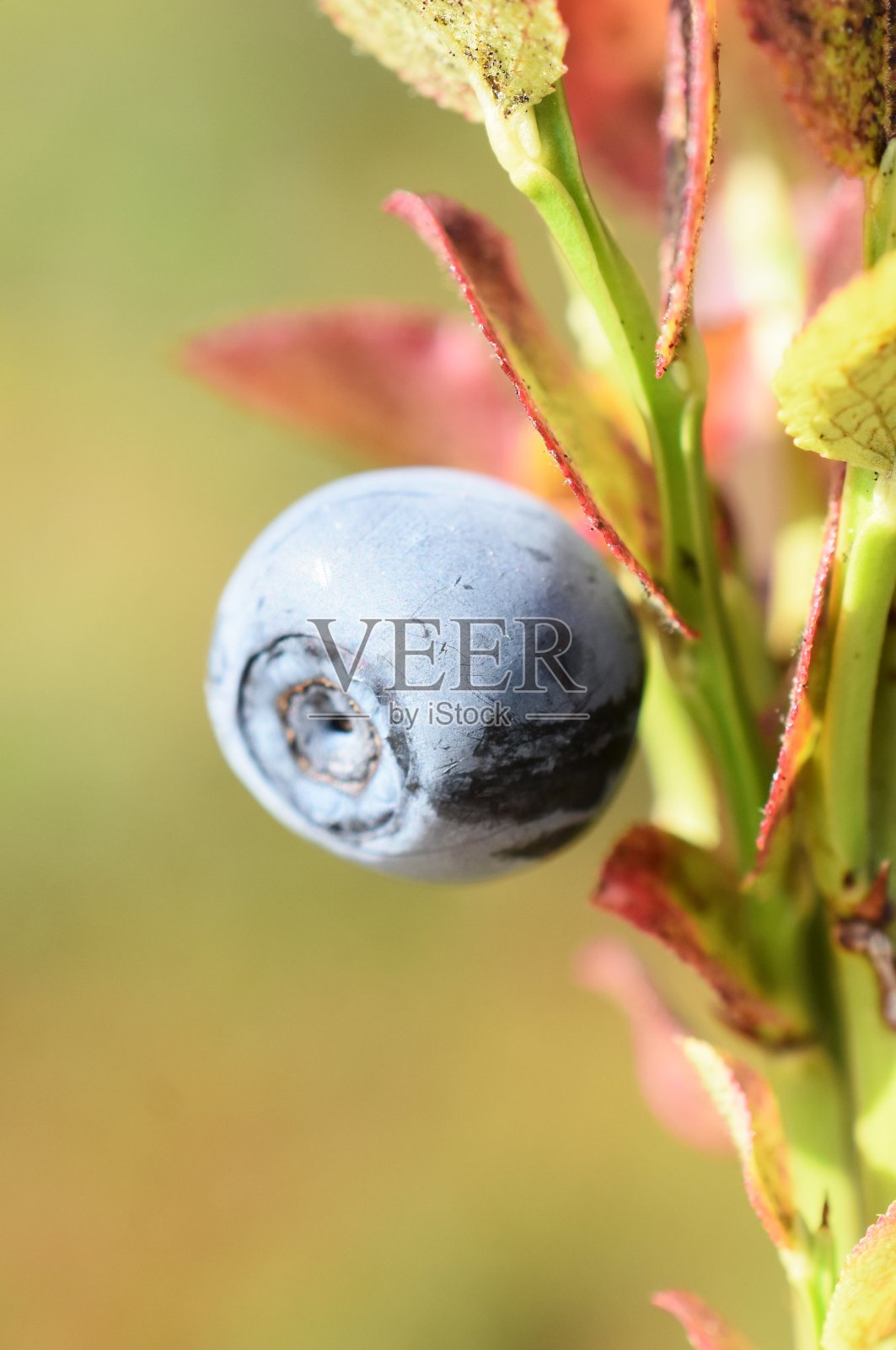 蓝莓照片摄影图片