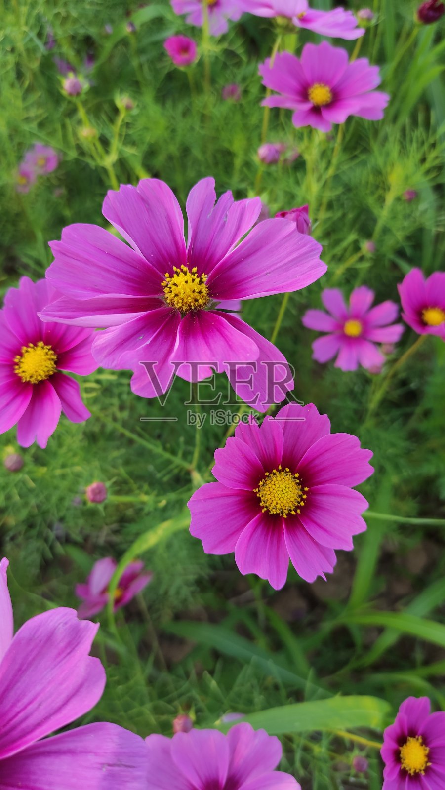 清晨一片紫色的宇宙花，冬天。照片摄影图片