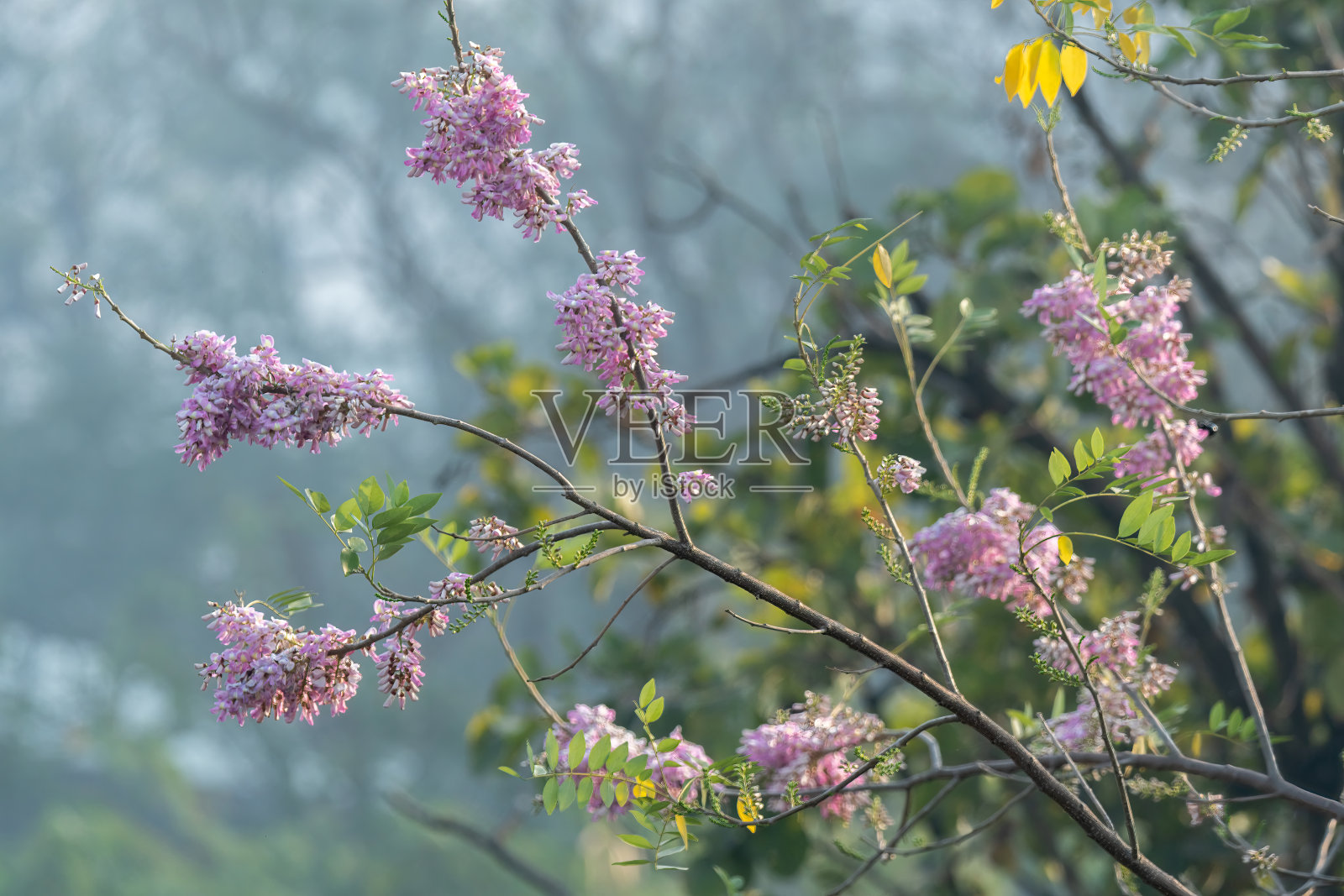 美丽娇嫩的粉红色花朵照片摄影图片