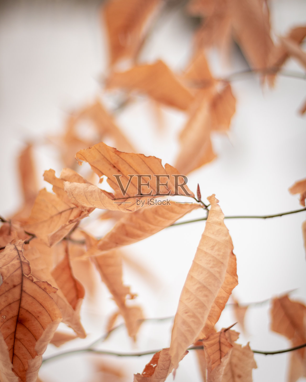 户外冬季植物散景照片摄影图片