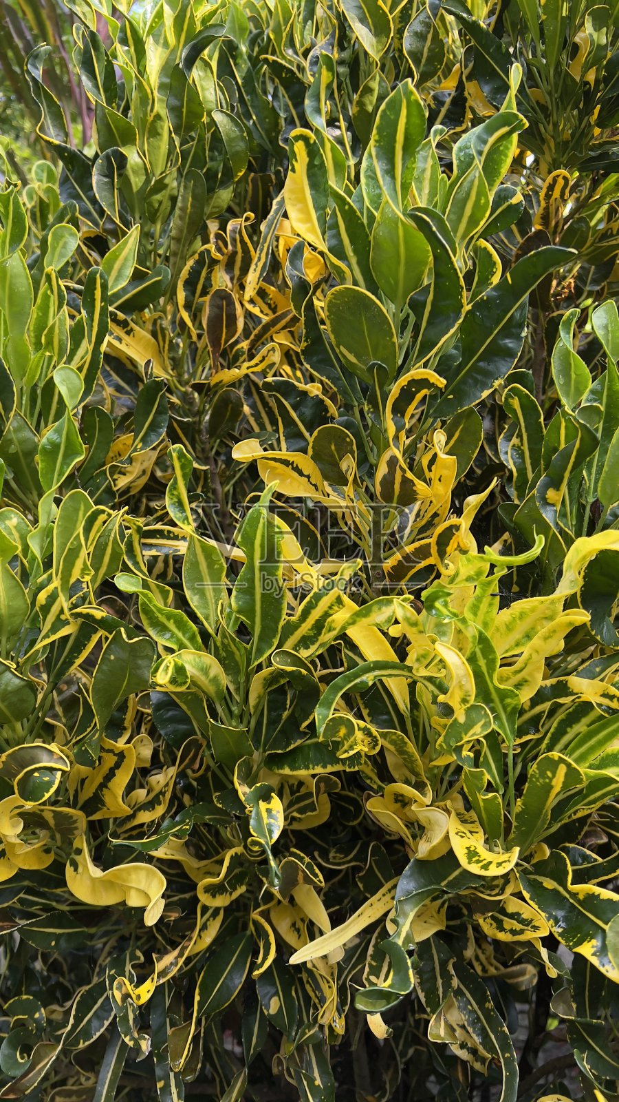 自然的纹理照片摄影图片