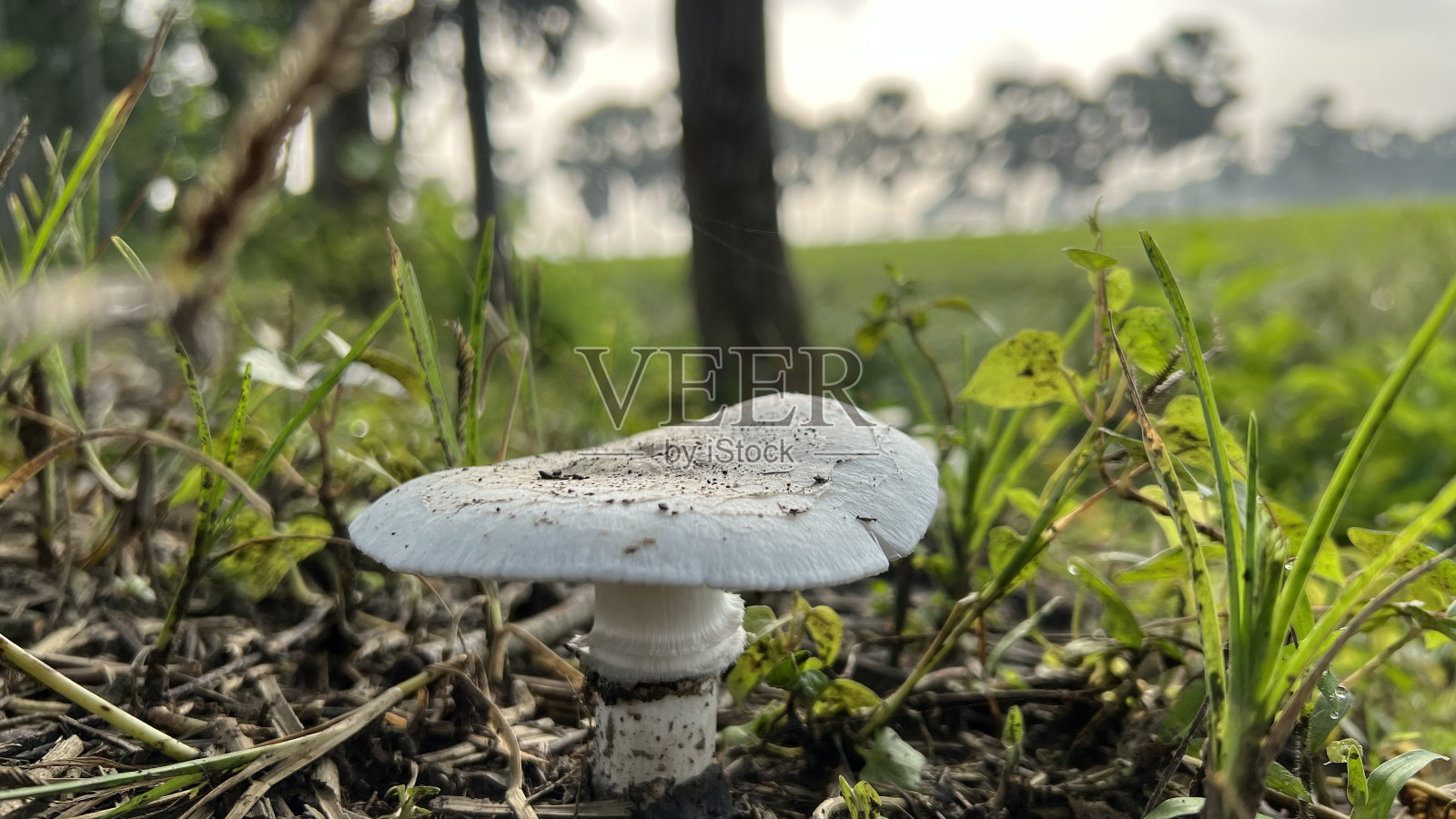 蘑菇照片摄影图片