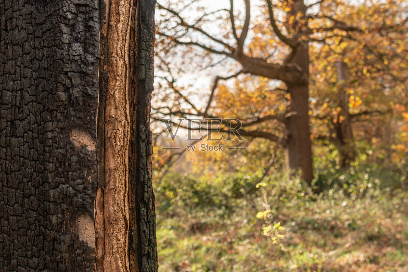 2021年11月，阳光明媚的一天，公园里的树木。照片摄影图片