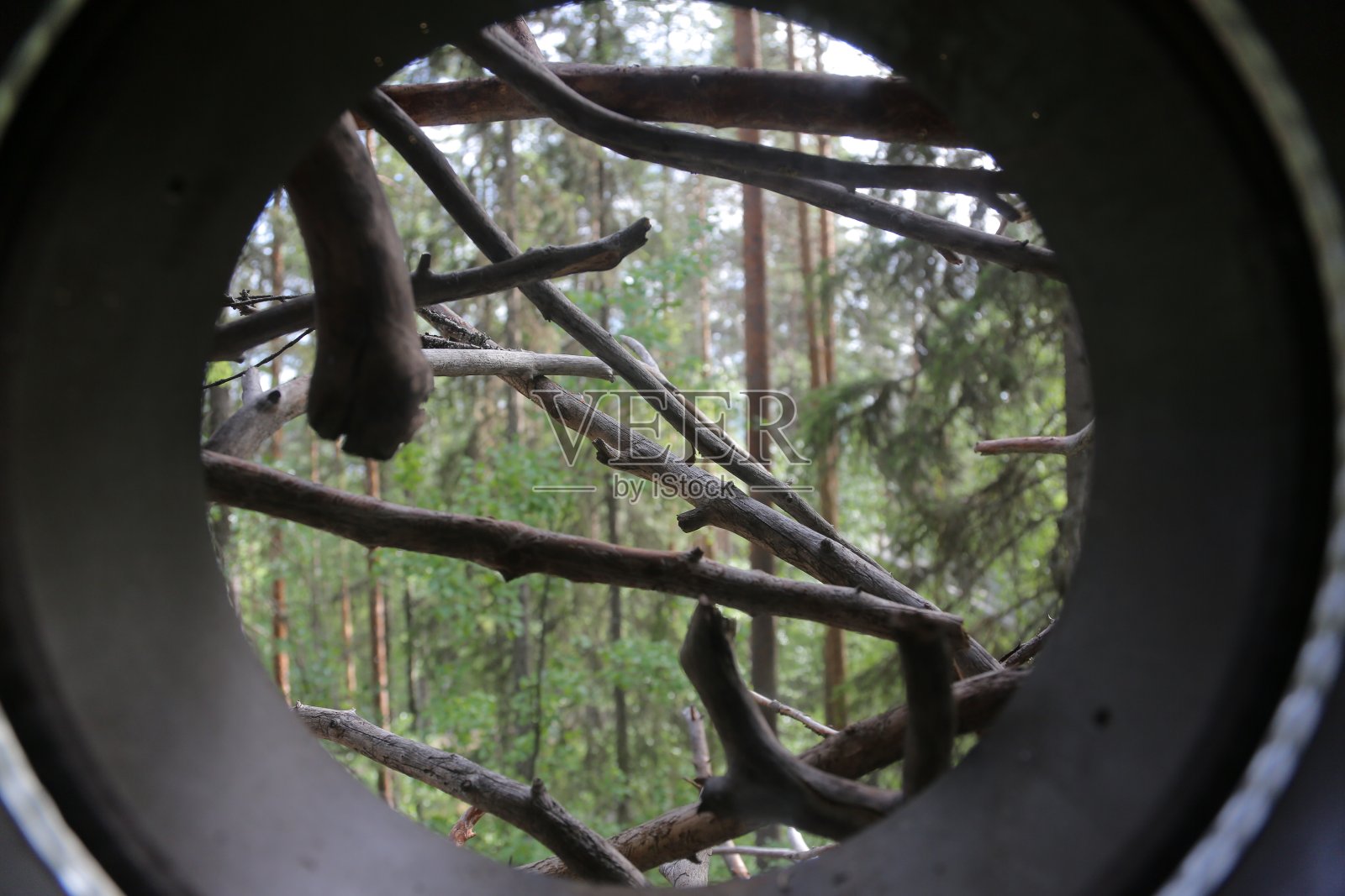 窗口森林照片摄影图片