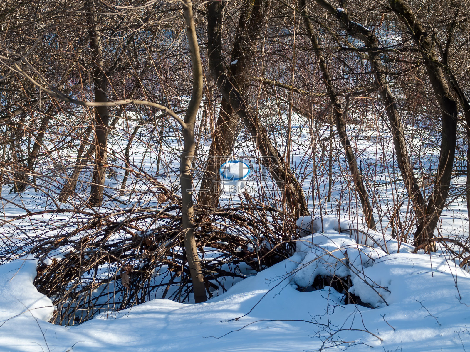 冬天森林里晴朗的一天照片摄影图片