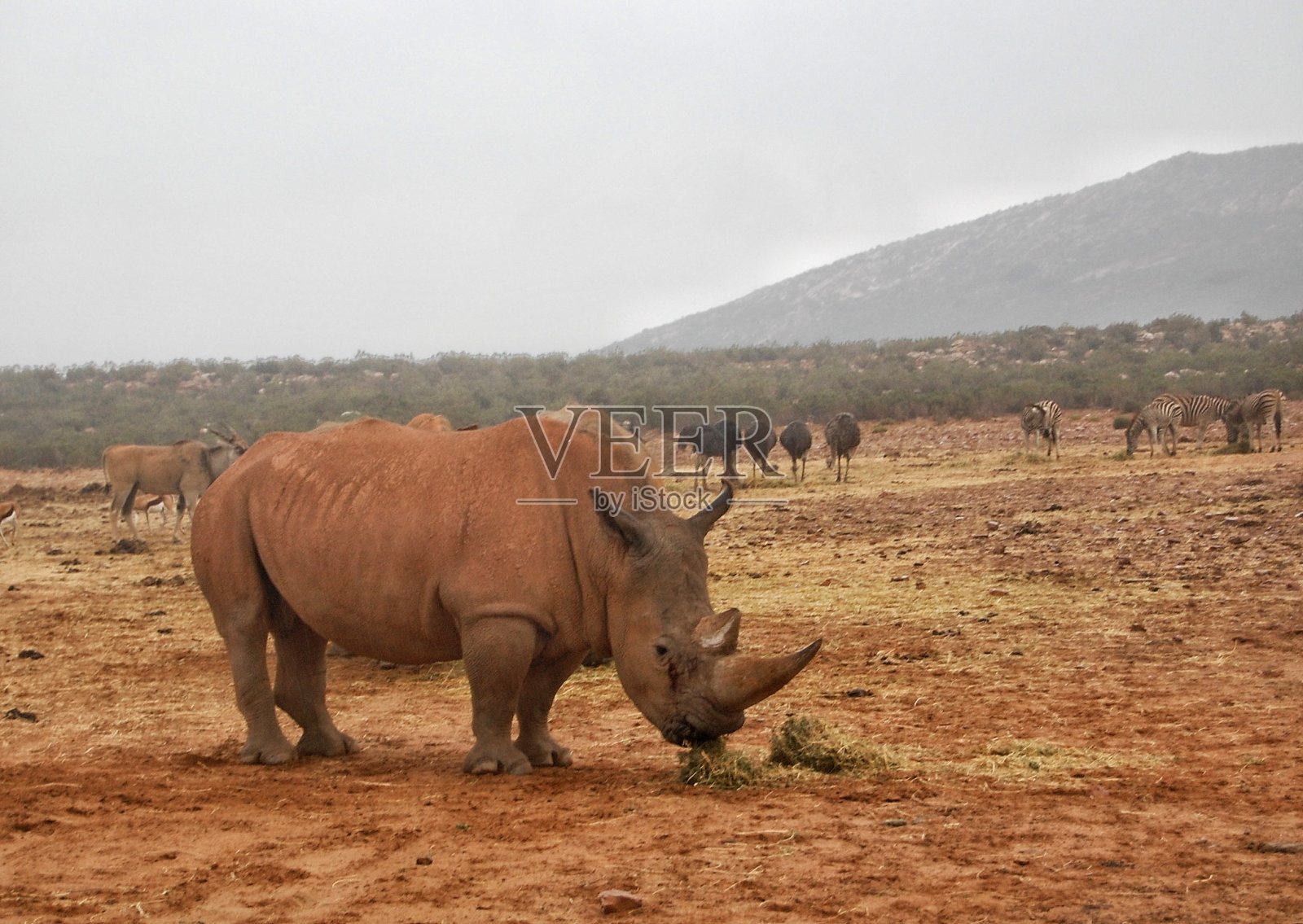 犀牛照片摄影图片
