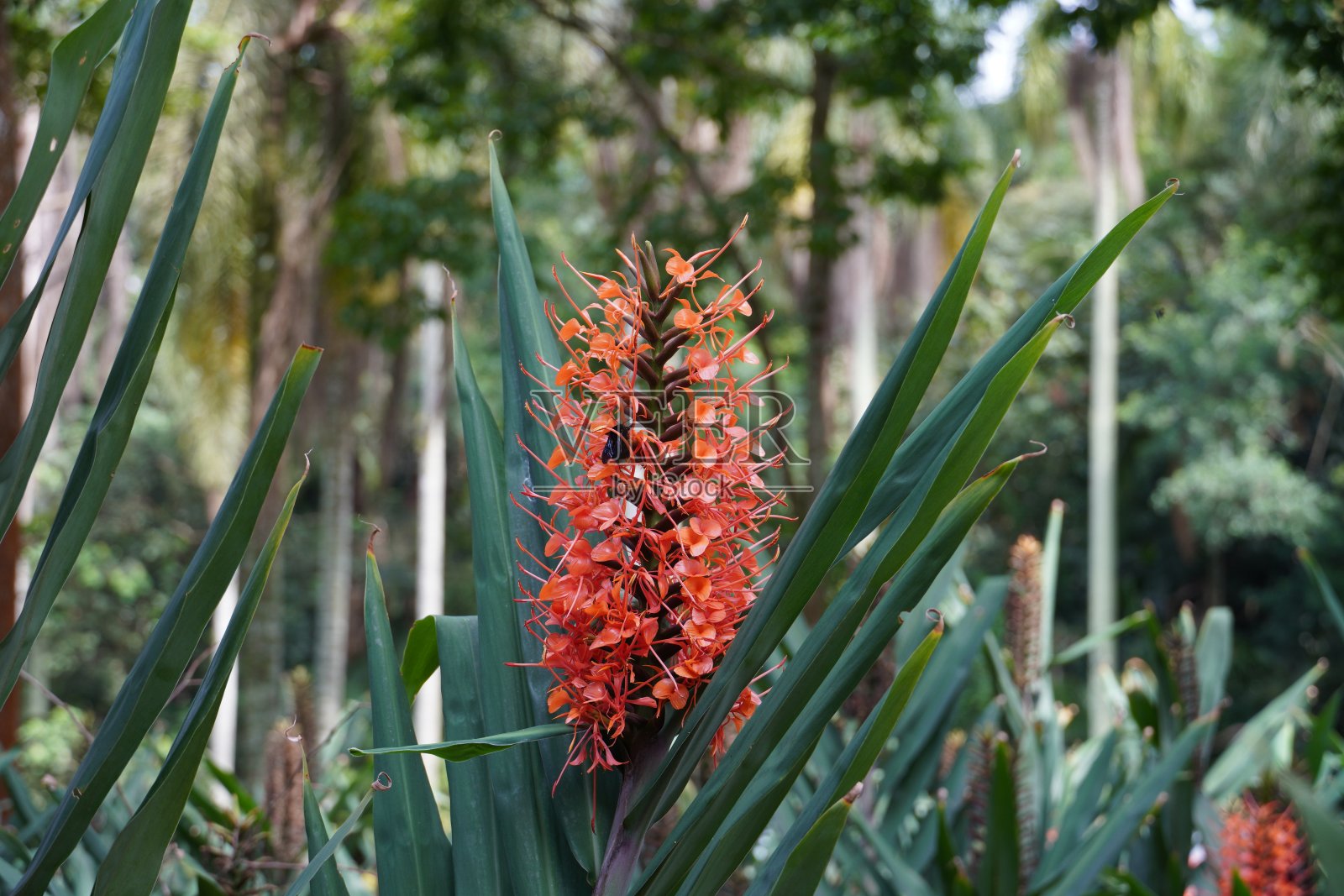 地基菊的花(纬度)。姜花属)，姜科(姜科)热带草本植物的一个属。照片摄影图片
