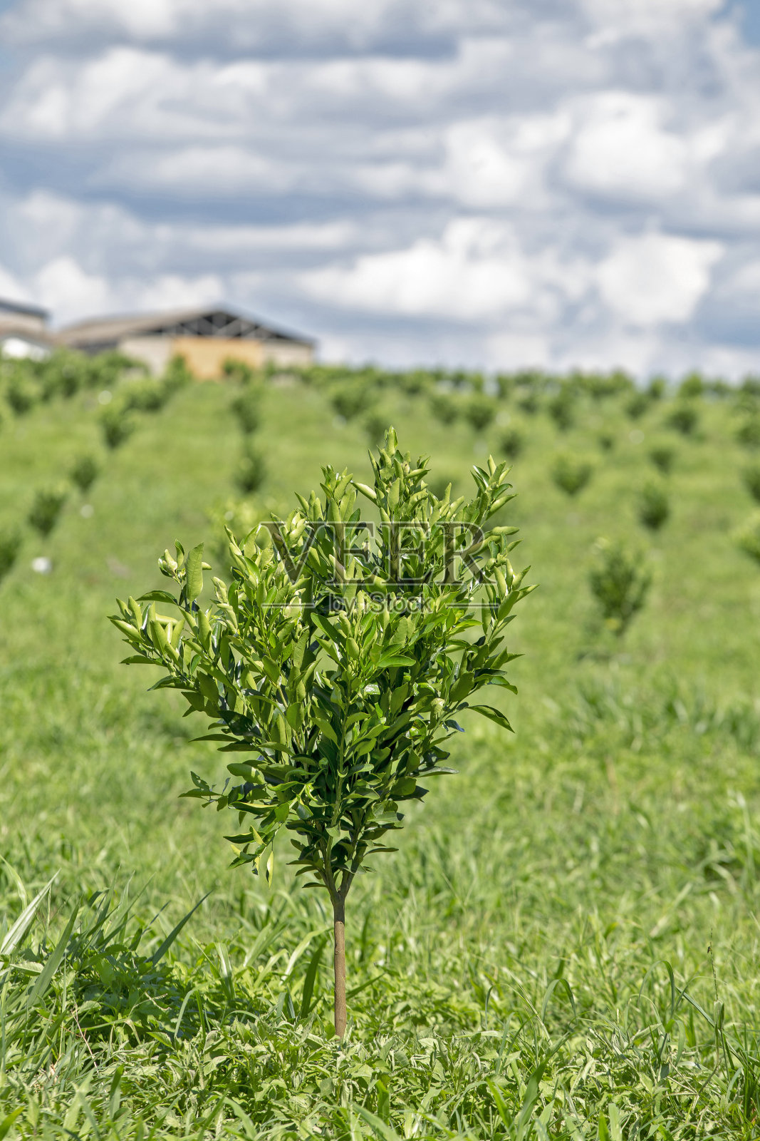 种植橙子和幼树照片摄影图片