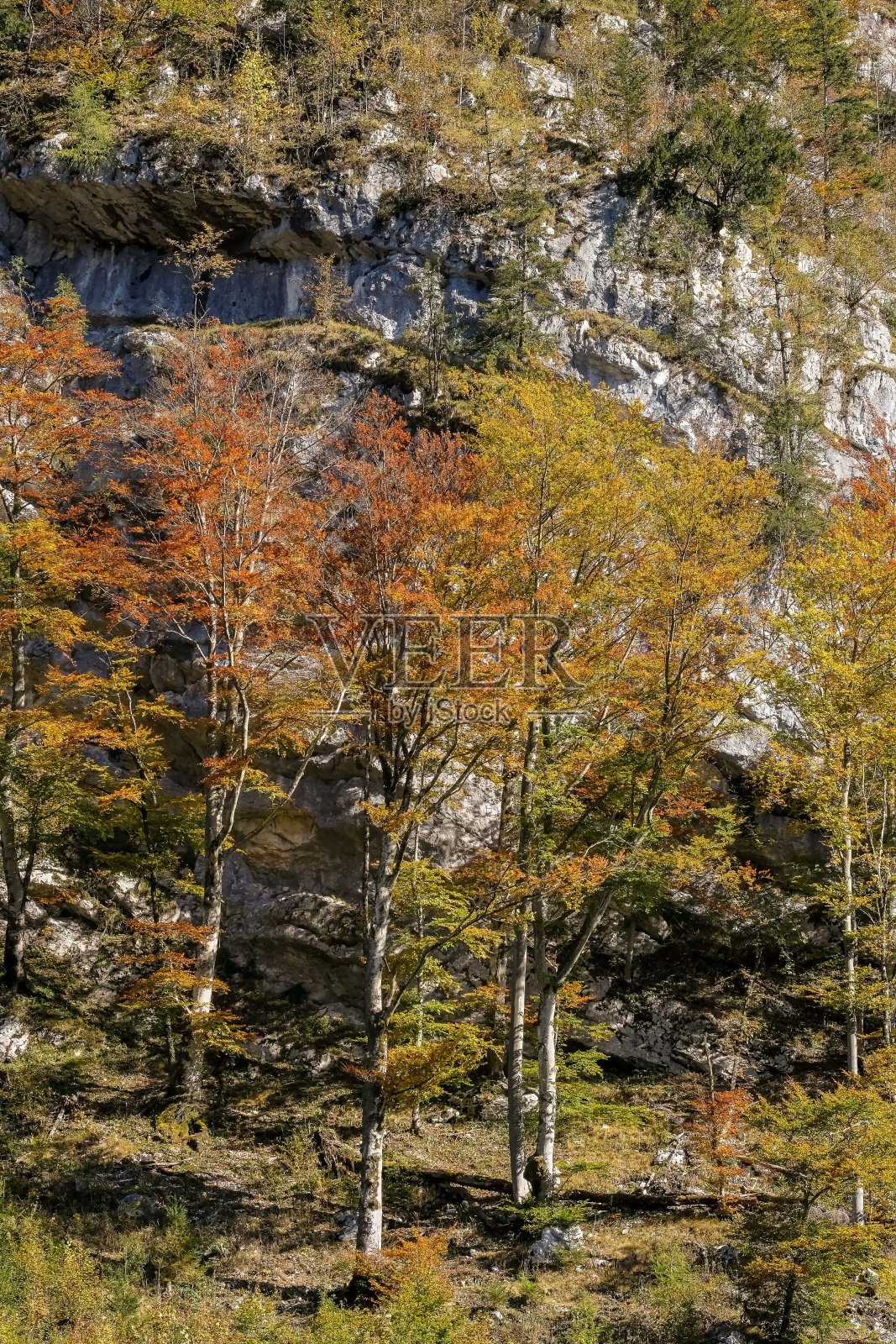 奥地利阿尔卑斯山脉上的哈尔斯塔特湖覆盖着一吨树木和树叶，从绿色到红色的镜头在秋天的蓝天上照片摄影图片