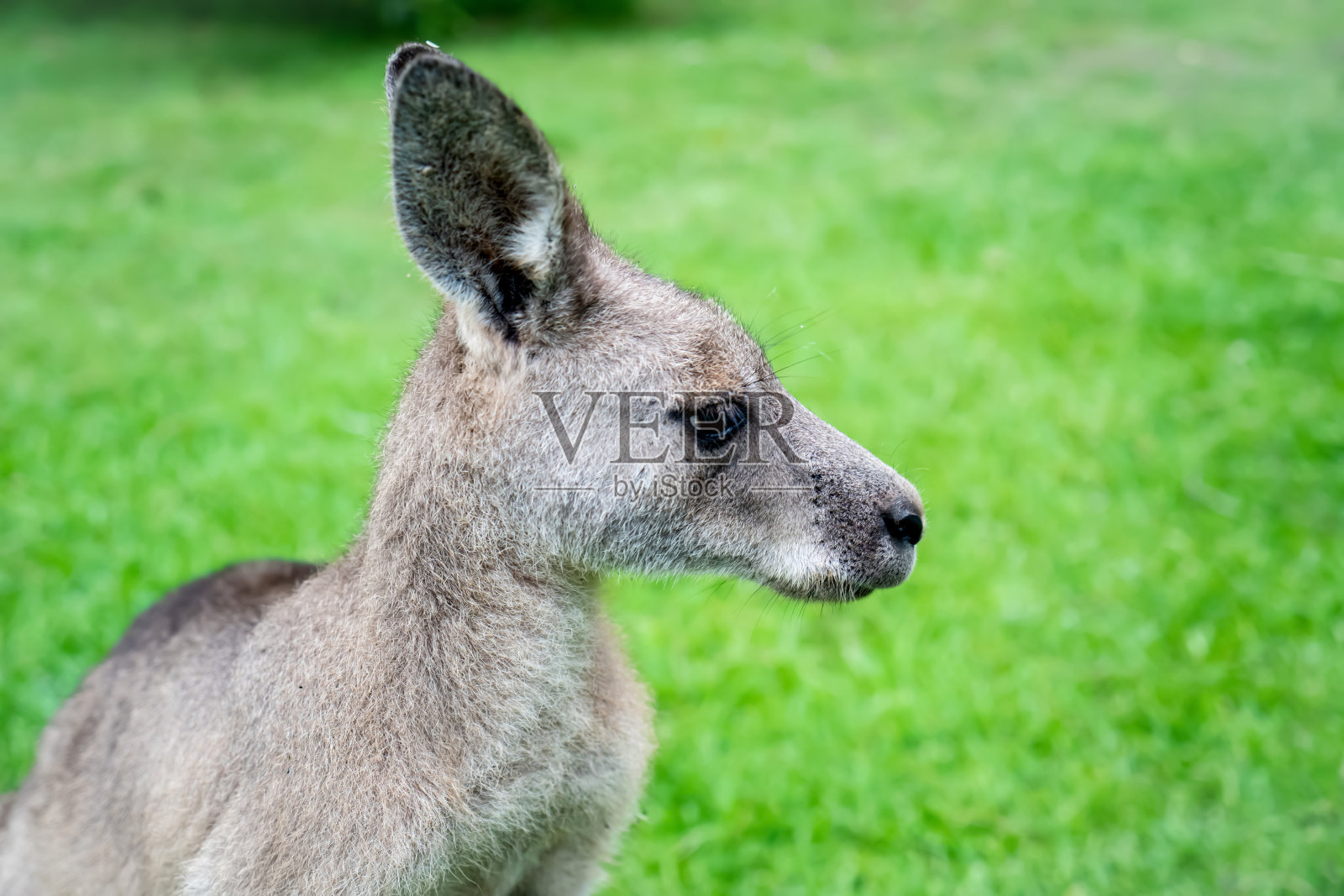雄性袋鼠在灌木丛中的特写。澳大利亚野生动物，有袋动物照片摄影图片