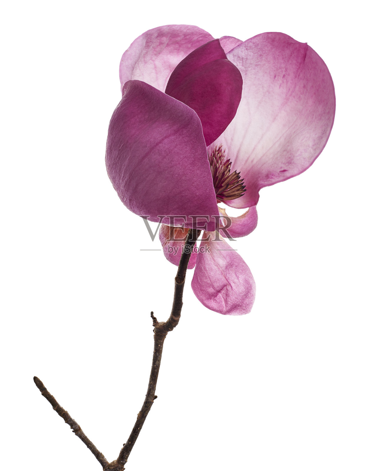 紫玉兰花，玉兰花孤立在白色背景上，带剪枝路径照片摄影图片
