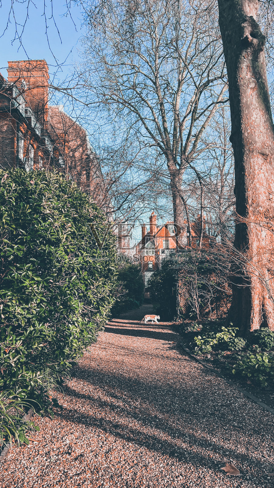 早上花园散步照片摄影图片