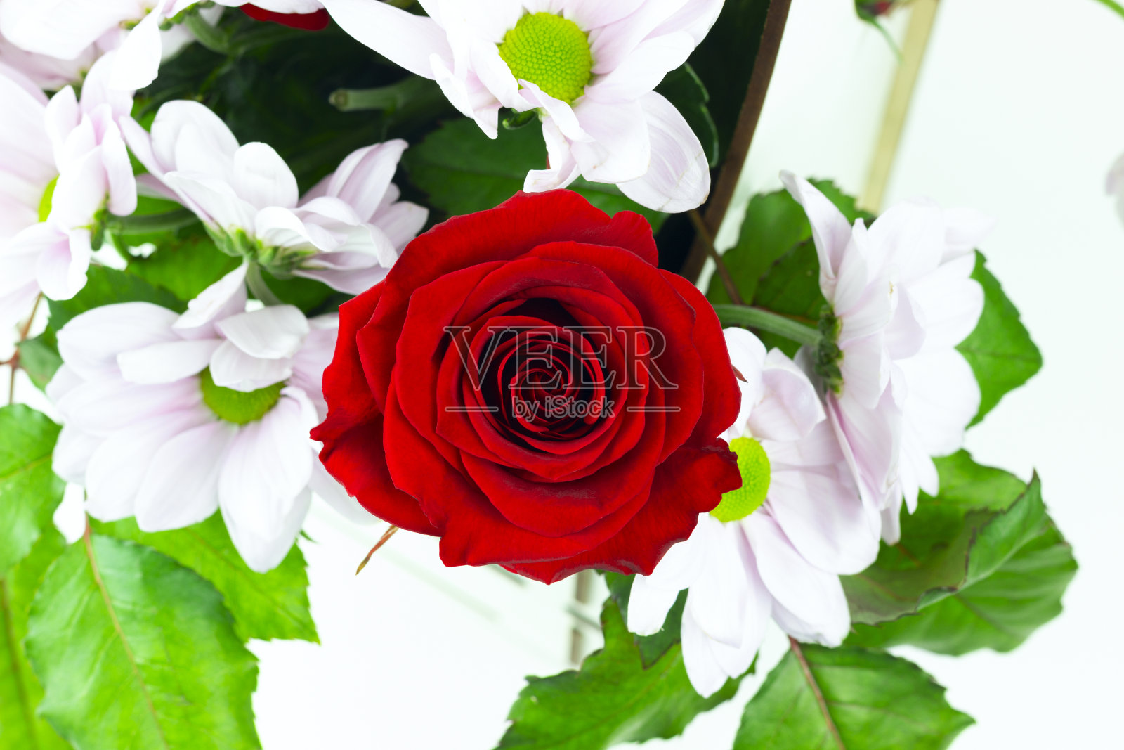 洋甘菊中的玫瑰花蕾特写照片摄影图片