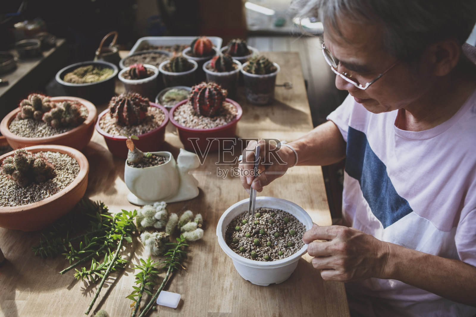 老人在花盆中繁殖仙人掌幼仔照片摄影图片