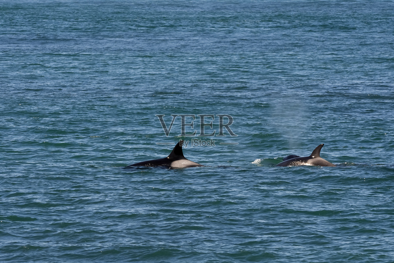 逆戟鲸捕食海狮，北角自然保护区，照片摄影图片