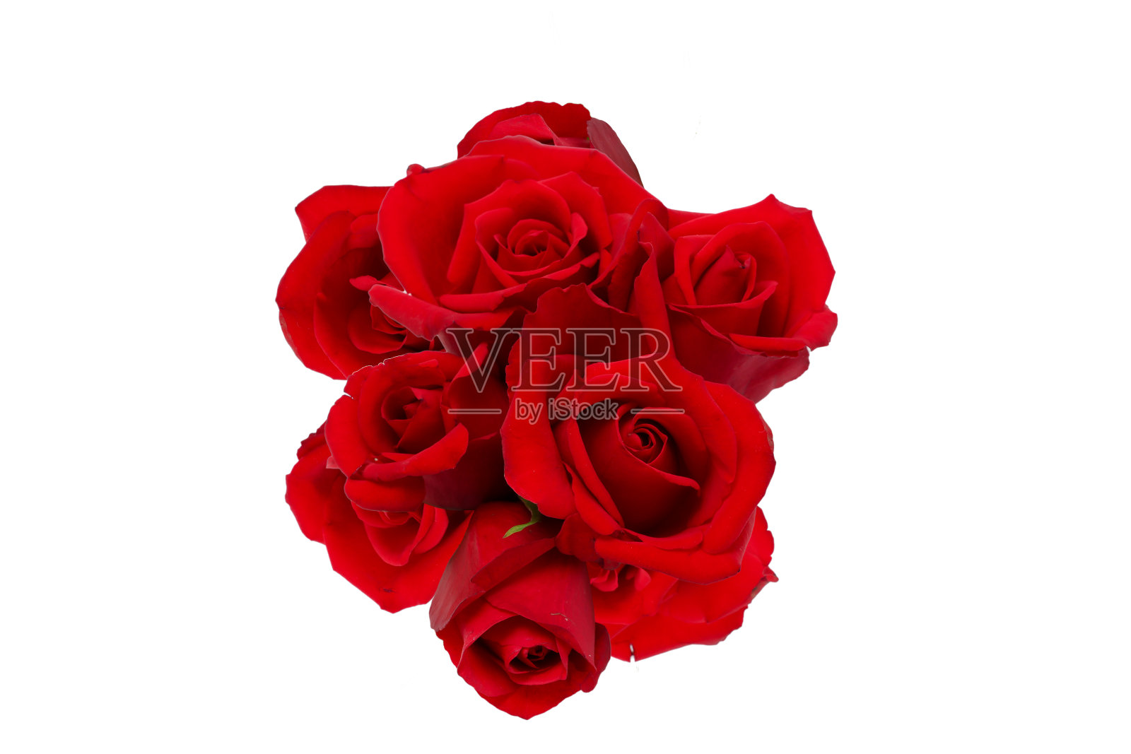 白色背景下的玫瑰花束照片摄影图片
