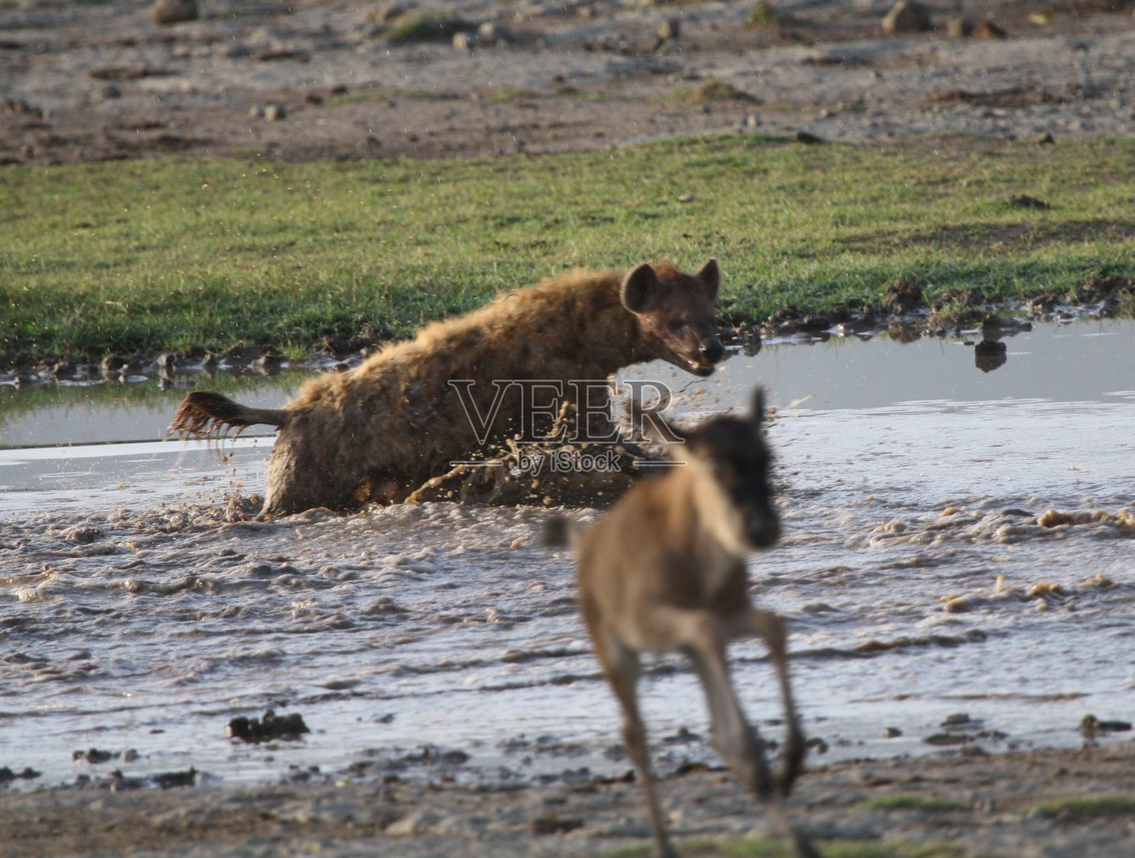 逃离鬣狗追捕的小角马照片摄影图片
