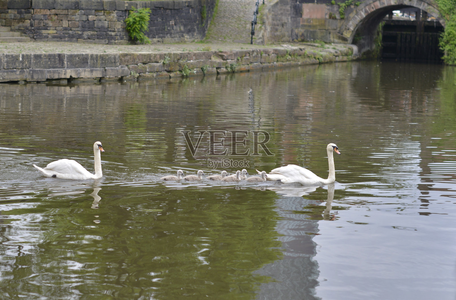 天鹅家族。照片摄影图片